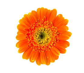 Orange gerbera flower isolated on white background.