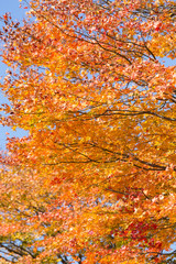 紅葉したカエデ