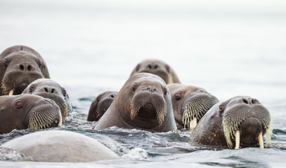 sealion in Arctic
