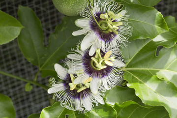 Passion Fruit Flowers
