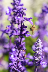 Lavender and bee