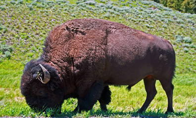 Bison Buffalo Bull grazing eating in Yellowstone National Park