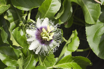 Passion Fruit Flowers