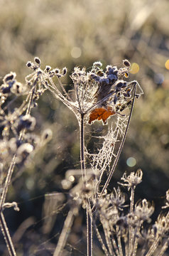  Dry frosted autumn time plant on sunny morning