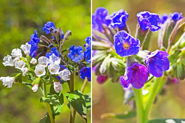 Медуница мягчайшая  ( Pulmonaria mollis ). Растение с белым и синим соцветием