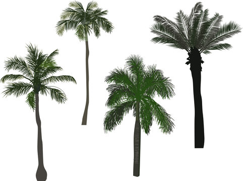 four green high palm trees isolated on white