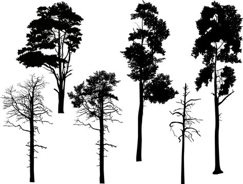 six swamp pine silhouettes isolated on white