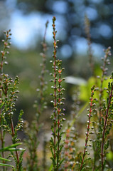 Heather plant in heathland