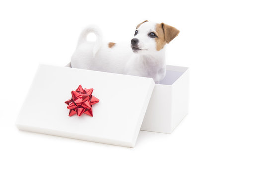Cute jack russel terrier puppy in a white present box isolated o