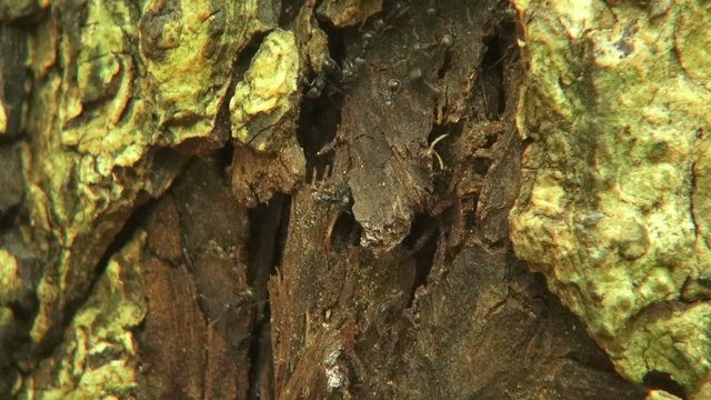 HD Format : Black garden ants in broken tree trunks.Lasius niger.macro.