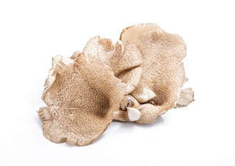 Mushroom ,hedlom northern thai name (Lentinus polychrous Lev.)