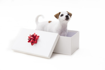 Cute jack russel terrier puppy in a white present box isolated o