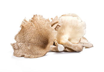 Mushroom ,hedlom northern thai name (Lentinus polychrous Lev.)