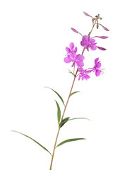 pink fireweed flower isolated on white