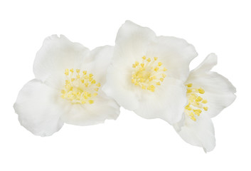 Fototapeta na wymiar jasmin three flowers isolated on white