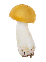 small bright yellow russula mushroom isolated on white