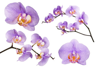 violet orchids with lot of dots isolated colection