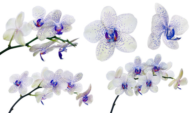 collection of isolated light orchid flowers in blue spots