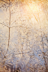 winter yellow background with dried frozen plants