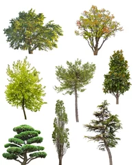 Fototapete Magnolie Sammlung von acht isolierten Bäumen
