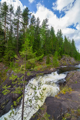 small pine near fast stream