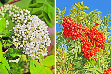 Рябина обыкновенная ( Sorbus aucuparia). Соцветие и красные ягоды крупным планом