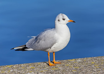 Gull standing on embankment stone