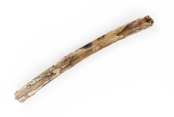 Obraz premium Dry tree branch isolated on white background.