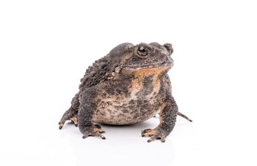 Asian common toad