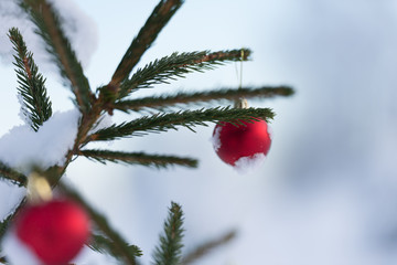 christmas balls on pine tree © .shock