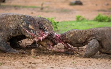 Komodo dragons eat their prey. Indonesia. Komodo National Park. An excellent illustration.