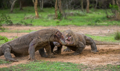 Komodo dragons eat their prey. Indonesia. Komodo National Park. An excellent illustration.