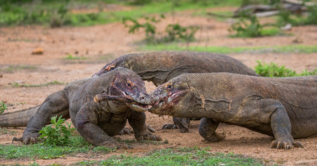Komodo dragons eat their prey. Indonesia. Komodo National Park. An excellent illustration.