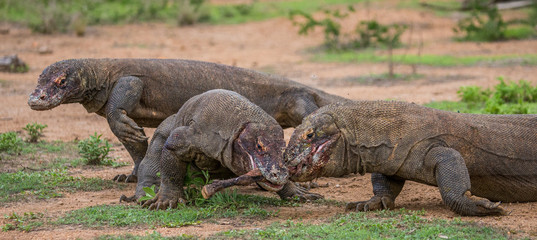 Komodo dragons eat their prey. Indonesia. Komodo National Park. An excellent illustration.