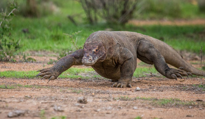 Komodo dragon is on the ground. Interesting perspective. The low point shooting. Indonesia. Komodo National Park. An excellent illustration.