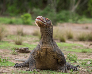 Komodo dragon is on the ground. Interesting perspective. The low point shooting. Indonesia. Komodo National Park. An excellent illustration.
