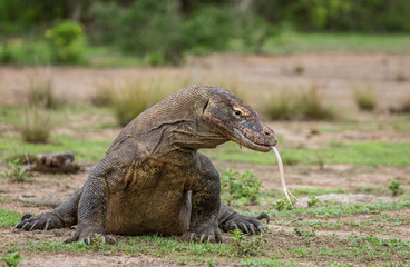 Fototapeta premium Na ziemi leży smok z Komodo. Ciekawa perspektywa. Strzelanie z niskiego punktu. Indonezja. Park Narodowy Komodo. Doskonała ilustracja.