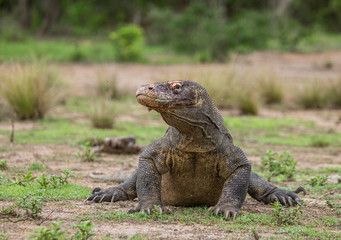 Komodo dragon is on the ground. Interesting perspective. The low point shooting. Indonesia. Komodo National Park. An excellent illustration.