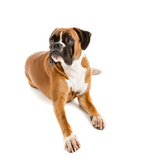 Fawn-colored Boxer
