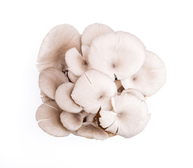 oyster mushroom