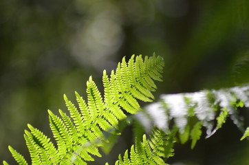 Leaves of ladyfern in the sun in forest understory