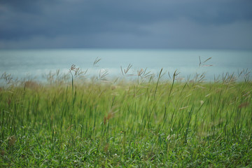 grass with sea background