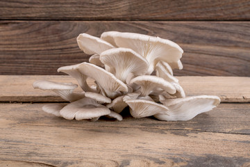 oyster mushroom