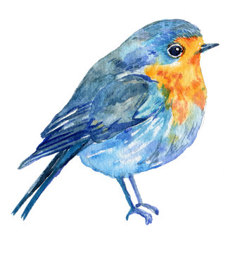 bird on a white background .illustration watercolor