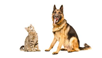 Cat Scottish Straight and German Shepherd  dog