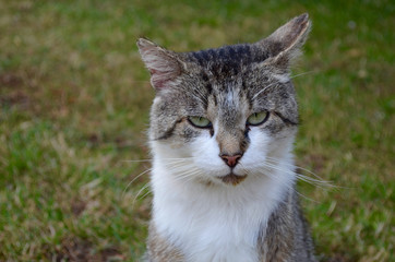 Portrait of a grey and white cat