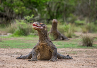Komodo dragon is on the ground. Interesting perspective. The low point shooting. Indonesia. Komodo National Park. An excellent illustration.