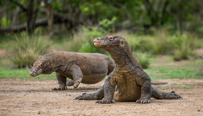 Komodo dragon is on the ground. Interesting perspective. The low point shooting. Indonesia. Komodo National Park. An excellent illustration.
