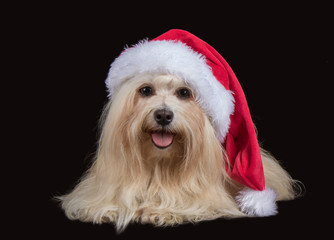 Hund, Havaneser mit Weihnachtsmütze