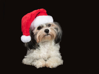 Hund, Havaneser mit Weihnachtsm&uuml;tze